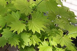  Acer shirasawanum 'Aureum'