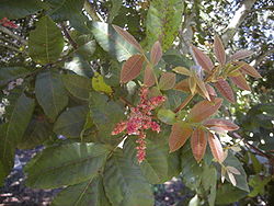  Alectryon tomentosum feuilles et fleurs