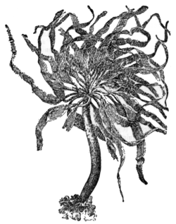  Postelsia palmaeformis