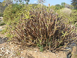  Aloe ramosissima