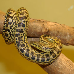  Anaconda du Paraguay