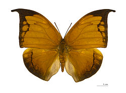  Charaxinae (Anaea archidona ) - Muséum de Toulouse