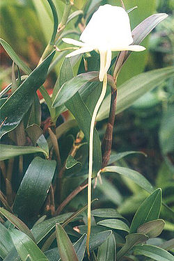  Angraecum scottianum