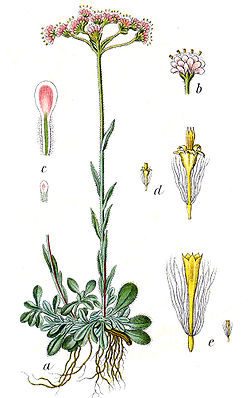  Antennaria dioica Gaertn., 1791