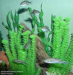  Astatoreochromis alluaudi