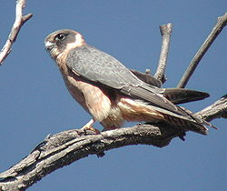  Falco longipennis