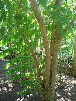  Bilimbi au Jardin d'Éden de la Réunion