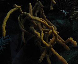  Axinelle commune à l'Aquarium Cinéaqua