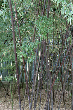  Bambou noir à la bambouseraie de Prafrance