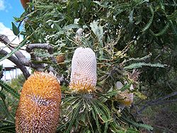  Banksia prionotes
