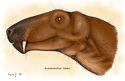  Reconstitution de Biarmosuchus tener