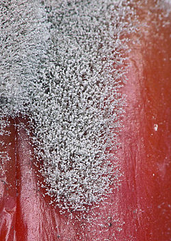  Gros plan de Botrytis fuckeliana sur un poivron rouge