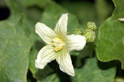 Bryonia dioica