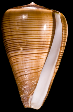  Conus figulinus