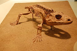  Squelette de Cacops