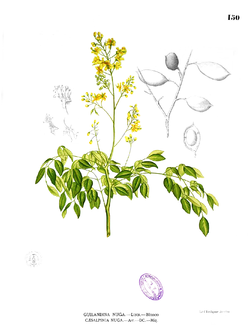 Caesalpinia crista
