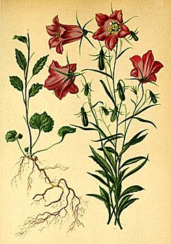 Campanula scheuchzeri Atlas Alpenflora