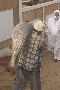 Pêcheur transportant un capitaine (Polydactylus quadrifilis ?) en Mauritanie