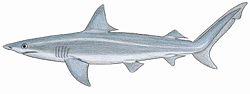  Carcharhinus isodon