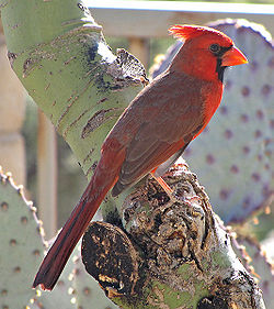   Cardinalis cardinalis mâle