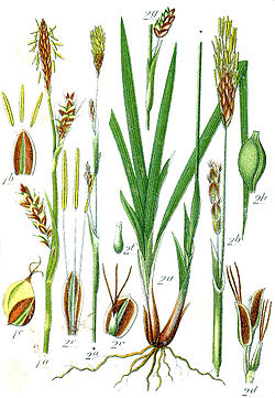  Organes de Carex vaginata(seulement numéroté en 2)