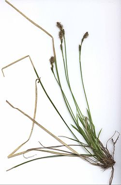  Carex umbrosa