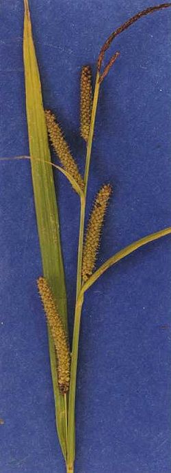  Carex amplifolia