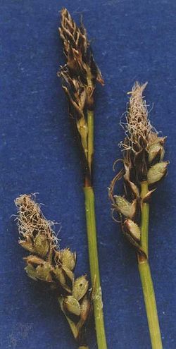  Carex concinnoides