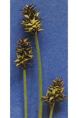  Carex illota
