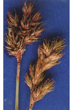  Carex multicostata