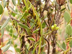  Cassytha pubescens