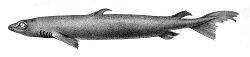  Centroscymnus coelolepis