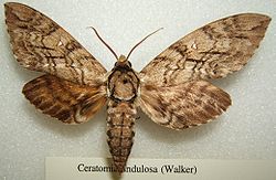 Ceratomia undulosa