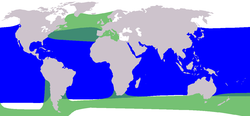 Vert:Globicéphale noir Bleu:Globicéphale tropical