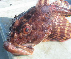  Myoxocephalus scorpius sur un bateau de pêche  (Îles-de-la-Madeleine, 2006)