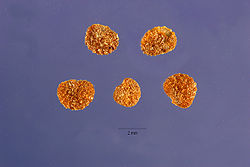  graines de Chamaesaracha coronopus