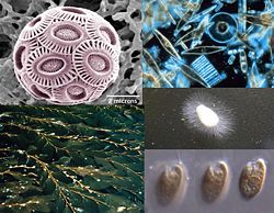  Dans le sens des aiguilles d'une montre à partir d'en haut à gauche:un haptophyte, quelques diatomées,un oomycète, des Cryptophytes etMacrocystis, un phaeophyte