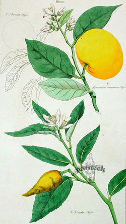  Citrus limetta, d'après Flora Universalis de David Dietrich, publié en 1831