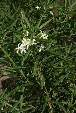  Floraison de Clerodendrum heterophyllum