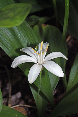  Clintonia uniflora
