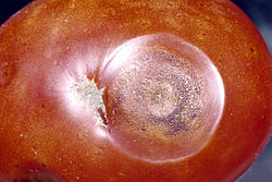 Symptôme d'anthracnose sur tomate dû à par Colletotrichum coccodes.