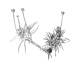  Colobanthus quitensis