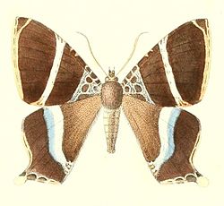  Coronidia hyphasis