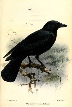  Un timbre à l'effigie du corbeau calédonien (Corvus moneduloides)