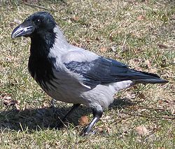  Corvus cornix