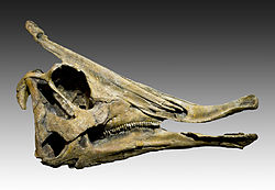  Moulage d’un crâne de Saurolophus osborni