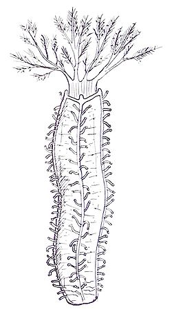  Illustration de Cucumaria planci