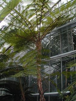  Cyathea australis