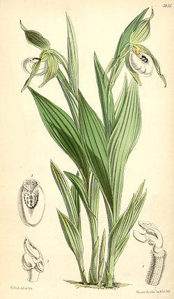  Cypripedium candidumIllustration in:J. D. HookerCurtis's botanical magazine