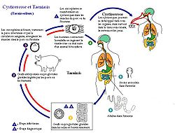  cycle de contamination de Taenia spp.